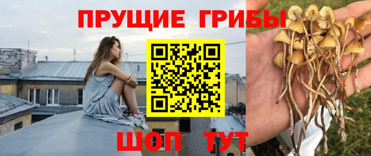 Шали  Псилоцибиновые грибы MAGIC MUSHROOMS  Вход с VPN 